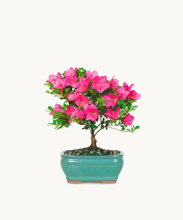 Vibrant pink azalea bonsai tree with lush green leaves in a turquoise pot against a white background, symbolizing tranquility in indoor gardening.