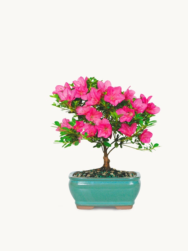 Vibrant pink azalea bonsai tree with lush green leaves in a turquoise pot against a white background, symbolizing tranquility in indoor gardening.