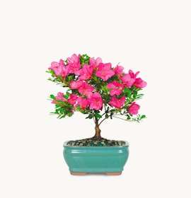 Pink azalea bonsai tree in a stylish teal pot, adding elegance to any decor.