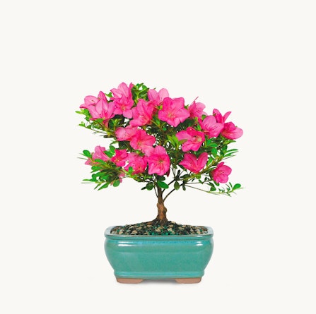 Pink azalea bonsai tree in a stylish teal pot, adding elegance to any decor.