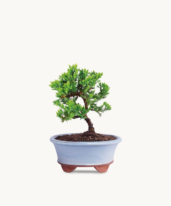 Lush green bonsai tree presented in a blue ceramic pot with a plain white background, showcasing the intricate miniature tree with a well-groomed appearance.