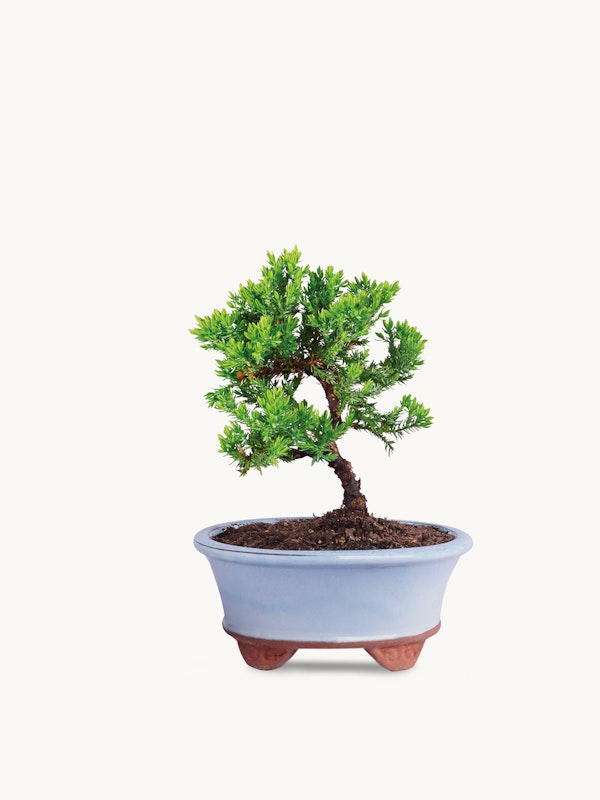 Lush green bonsai tree presented in a blue ceramic pot with a plain white background, showcasing the intricate miniature tree with a well-groomed appearance.