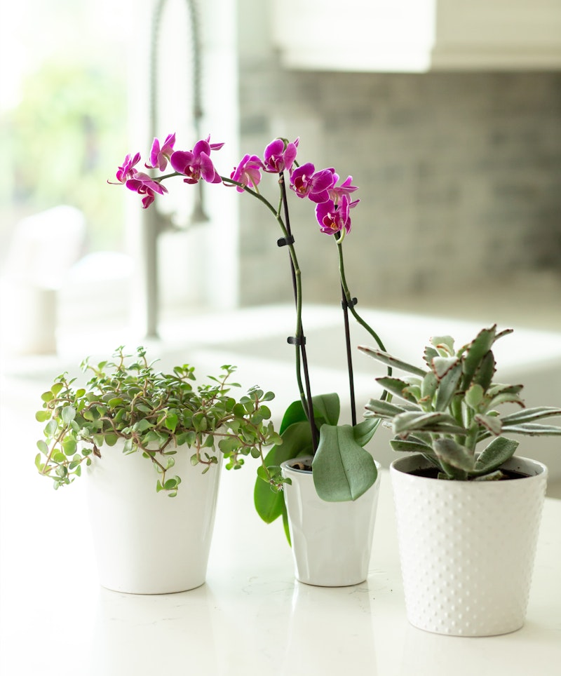 Three potted houseplants on a marble countertop, featuring a vibrant purple phalaenopsis orchid in full bloom, a trailing green ivy, and a plump succulent in textured pots.