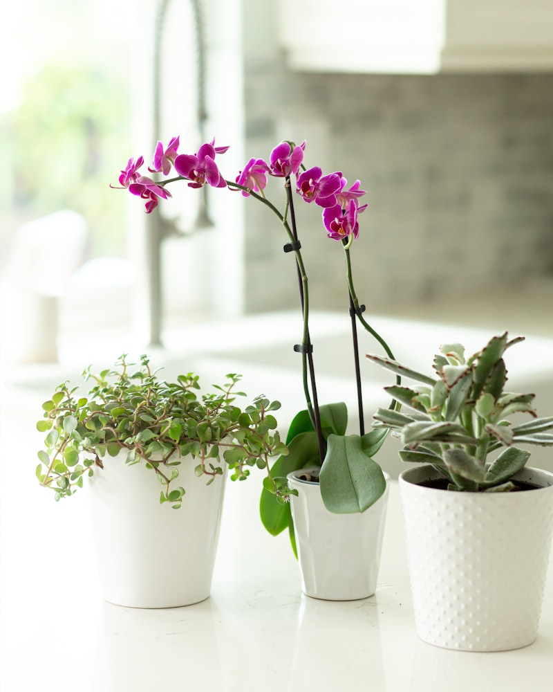 Three potted houseplants on a marble countertop, featuring a vibrant purple phalaenopsis orchid in full bloom, a trailing green ivy, and a plump succulent in textured pots.