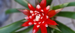 Vibrant red bromeliad flower with bright white tips blooming amidst lush green leaves against a blurred background, showcasing its dramatic color contrast.