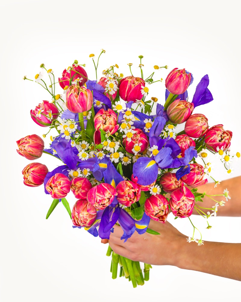 Hands holding a vibrant bouquet of pink tulips, blue irises, and delicate chamomile flowers against a white background, symbolizing spring and freshness.