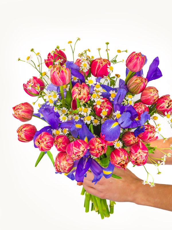 Hands holding a vibrant bouquet of pink tulips, blue irises, and delicate chamomile flowers against a white background, symbolizing spring and freshness.