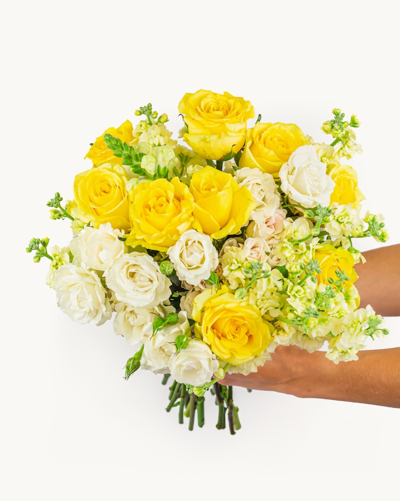 Bright yellow and white roses in a fresh bouquet held by a pair of hands against a white background, symbolizing vibrant beauty and delicate floral arrangements.