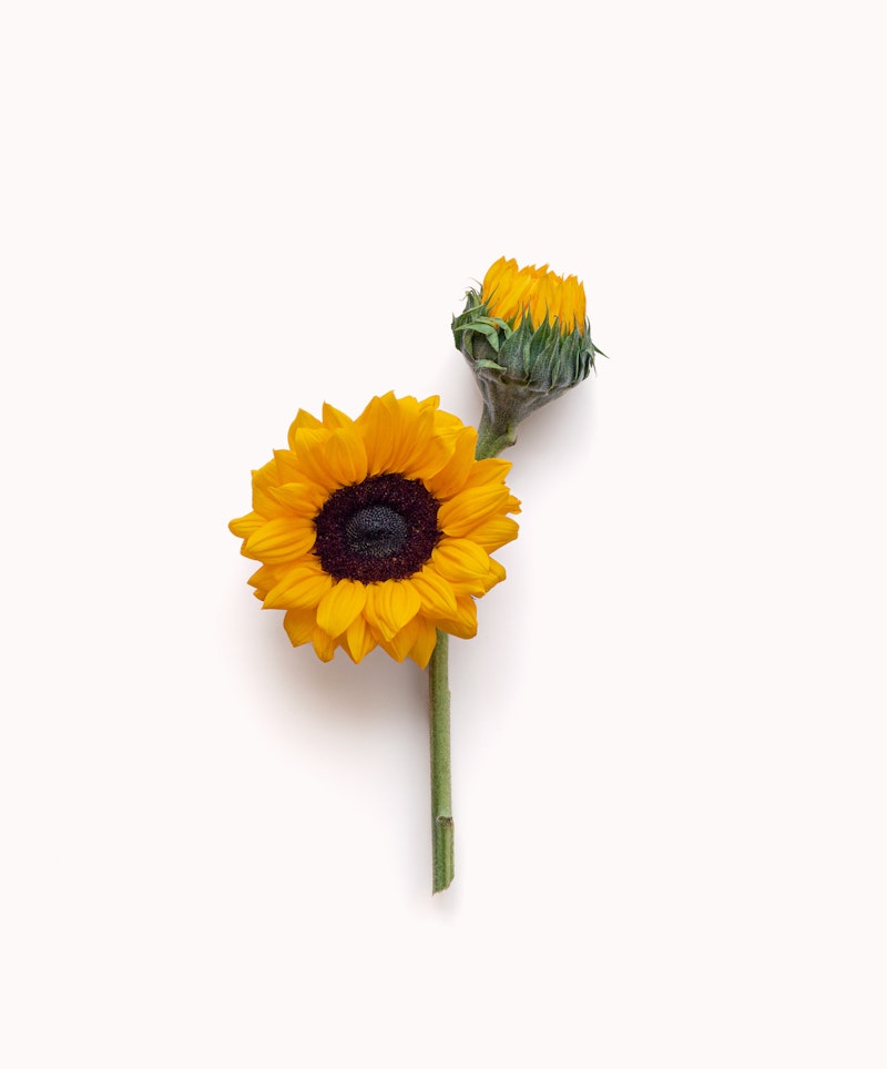 Vibrant yellow sunflower with a dark brown center lying against a white background with its green stem and an unopened bud beside it.