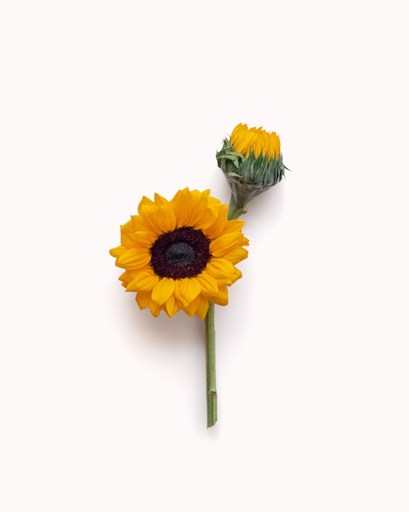 Vibrant yellow sunflower with a dark brown center lying against a white background with its green stem and an unopened bud beside it.