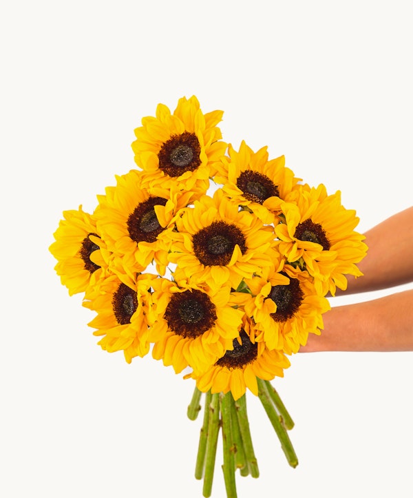 A person holding a vibrant bouquet of fresh sunflowers with bright yellow petals and dark brown centers against a clean white background.