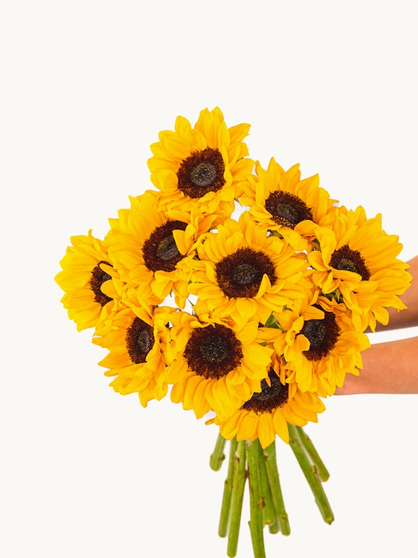 A person holding a vibrant bouquet of fresh sunflowers with bright yellow petals and dark brown centers against a clean white background.