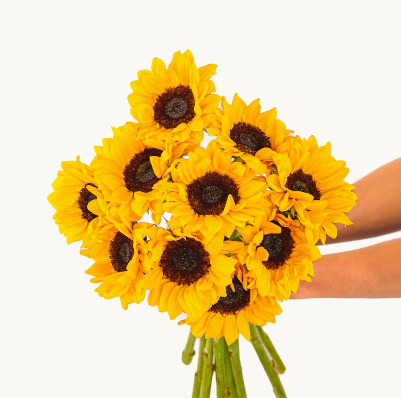 A person holding a vibrant bouquet of fresh sunflowers with bright yellow petals and dark brown centers against a clean white background.