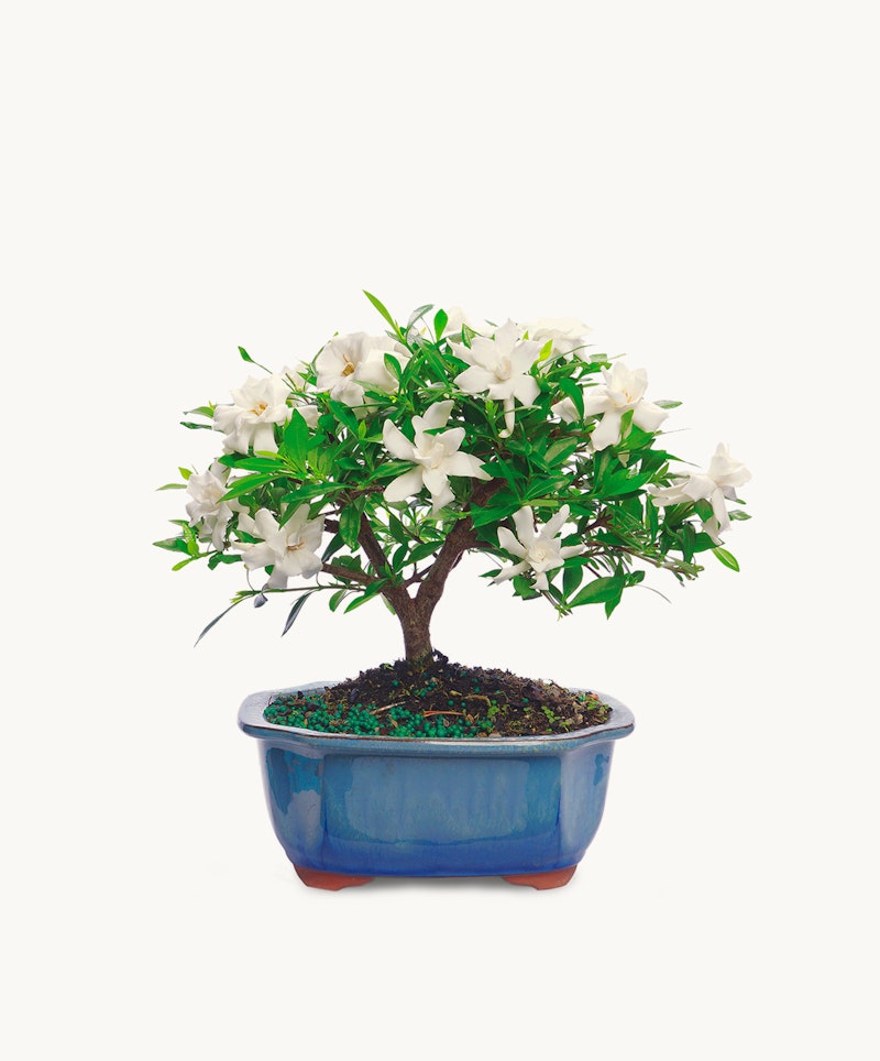 Beautifully pruned blooming bonsai tree with lush white flowers in a vibrant blue pot, isolated on a white background, showcasing intricate miniature gardening.
