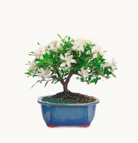 A beautiful bonsai tree featuring white flowers and lush green leaves in a ceramic pot.