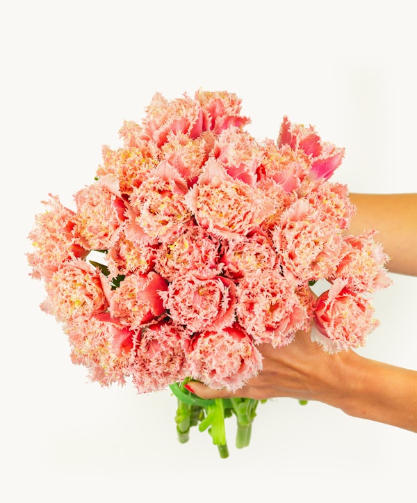 A person holding a large bouquet of pink fringed tulips against a white background, the vibrant flowers taking center stage in the image.