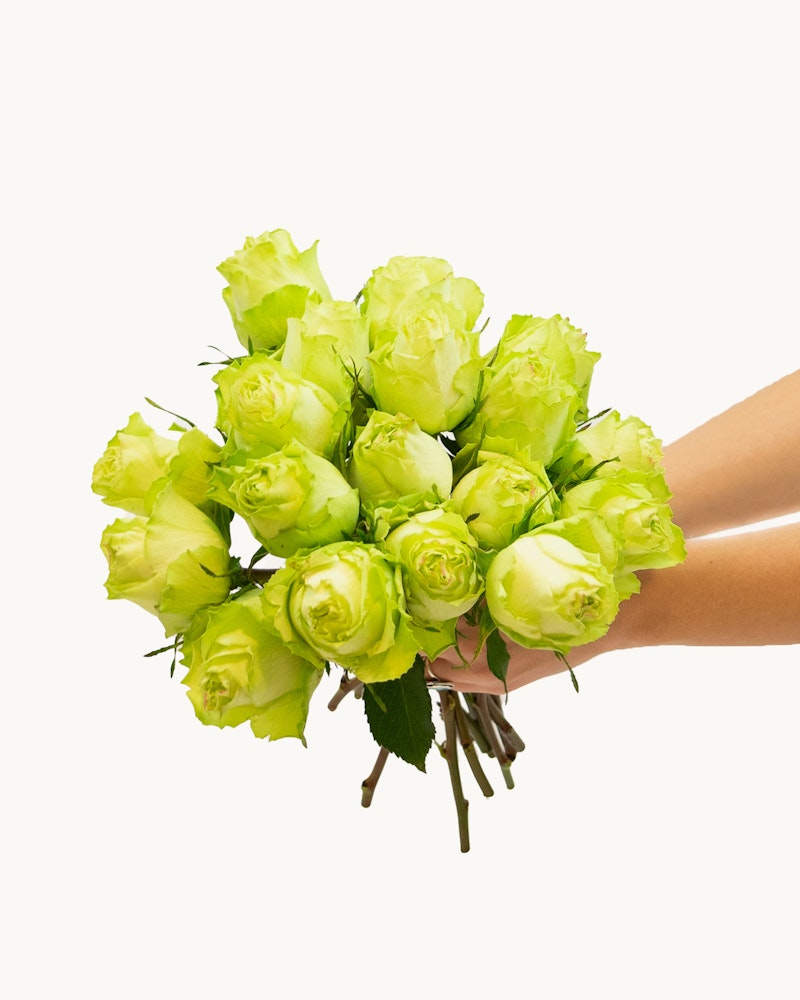 A person holding a bouquet of fresh green roses with the stems neatly tied together, presented against a clean white background, perfect for a unique floral gift.