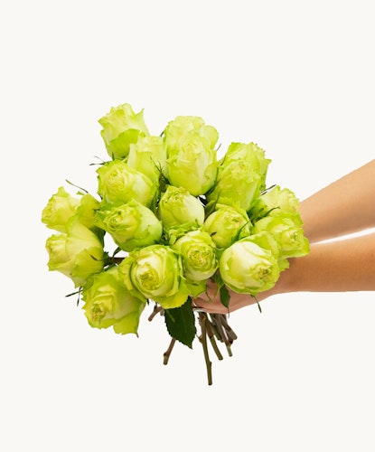 A vibrant bouquet of green roses held in hands, perfect for unique floral arrangements.