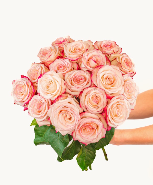 A woman's hand presenting a large bouquet of pink roses with lush green leaves, against a clean white background, ideal for romantic occasions or as a gift.