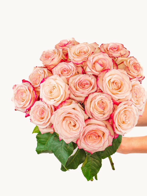 A woman's hand presenting a large bouquet of pink roses with lush green leaves, against a clean white background, ideal for romantic occasions or as a gift.