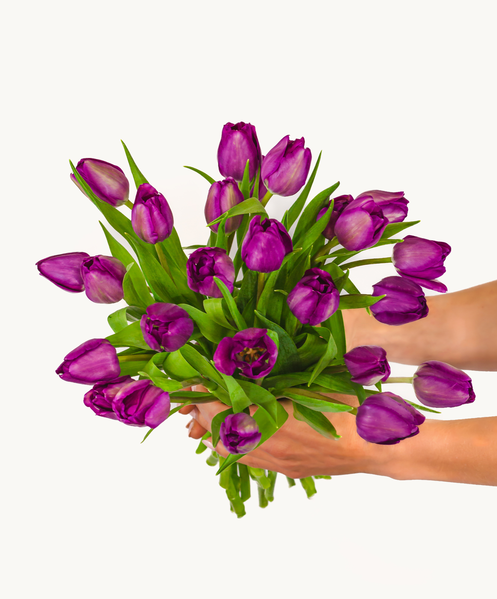 Vibrant bouquet of purple tulips held by hands, perfect for spring celebrations.