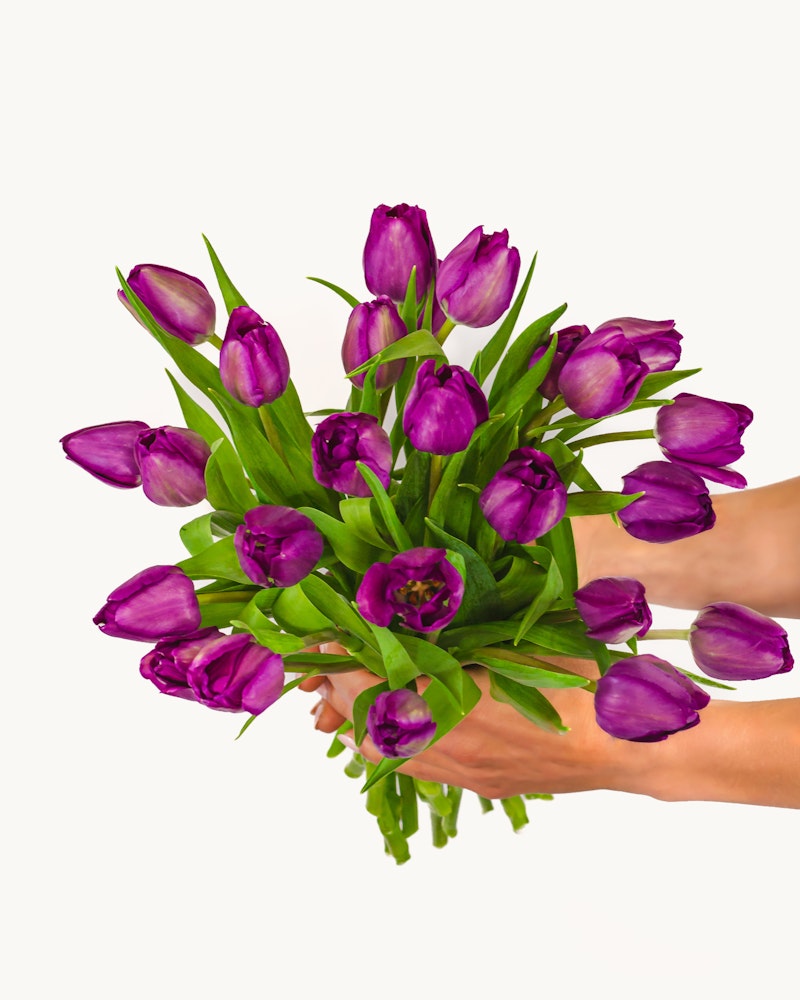 A pair of hands holding a vibrant bouquet of fresh purple tulips with green stems and leaves, presented against a clean white background.