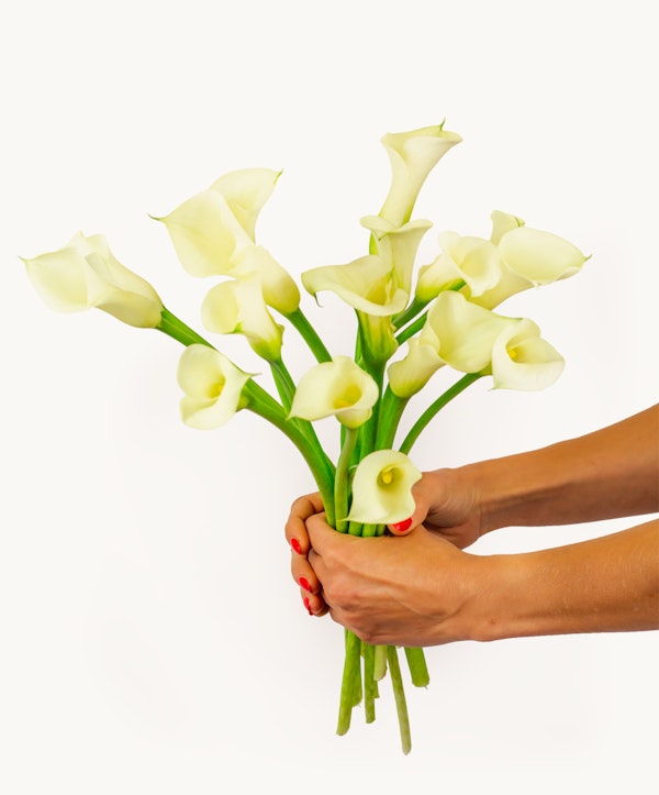 Close-up of a person's hands with red nail polish holding a bouquet of white calla lilies against a white background, symbolizing elegance and purity.