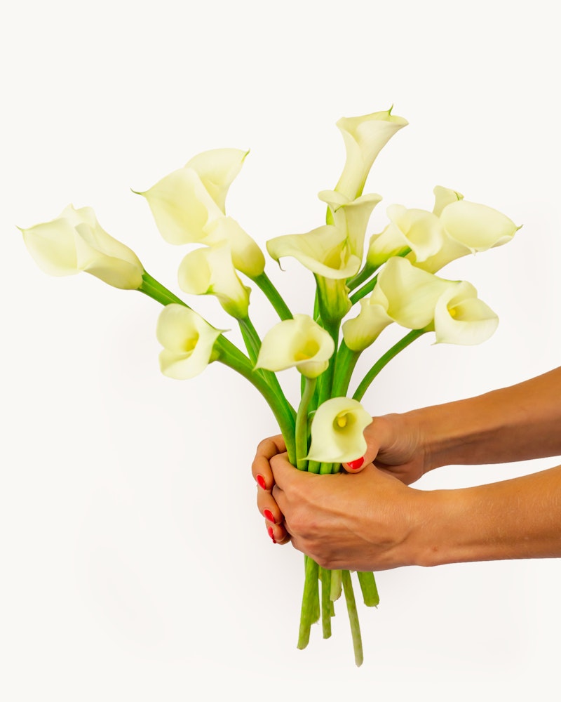 Close-up of a person's hands with red nail polish holding a bouquet of white calla lilies against a white background, symbolizing elegance and purity.