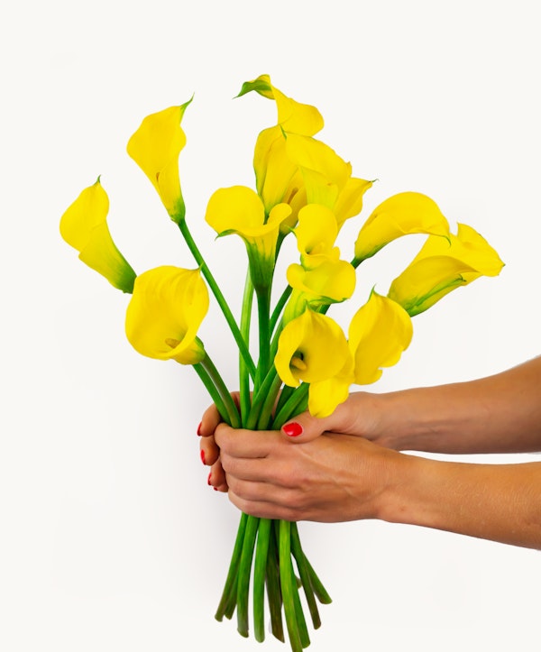 A person holding a vibrant bouquet of yellow calla lilies against a white background, with a glimpse of red nail polish on the fingers.