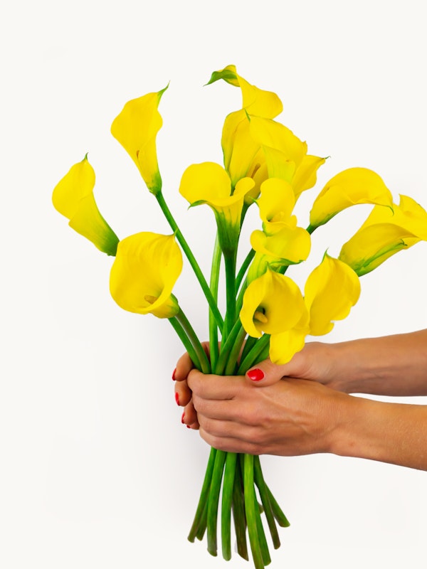 A person holding a vibrant bouquet of yellow calla lilies against a white background, with a glimpse of red nail polish on the fingers.
