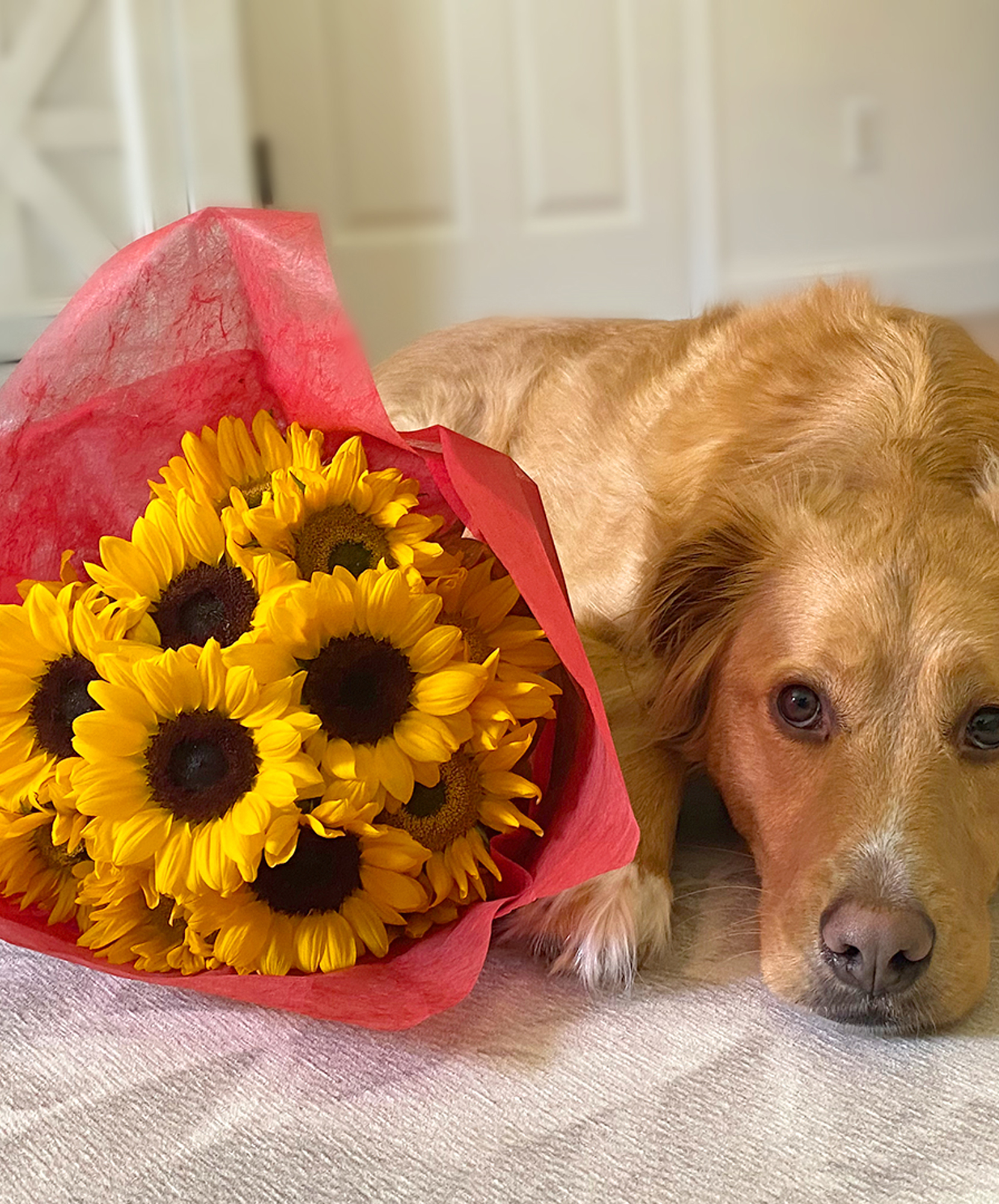 Pet Friendly Flowers Pet Safe Flowers Dog Flowers