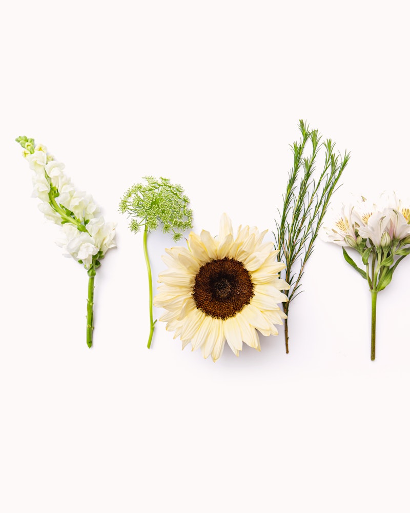 A vibrant collection of assorted flowers including a white snapdragon, green-tinged Queen Anne's Lace, a bold sunflower, and a delicate white Alstroemeria on a white background.