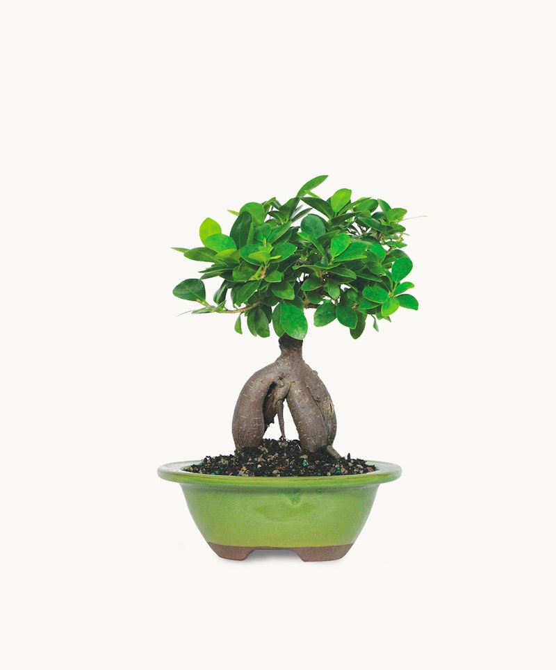 Lush green bonsai tree with swollen trunk resembling a miniature tree, potted in a simple green oval bonsai pot, isolated on a white background.
