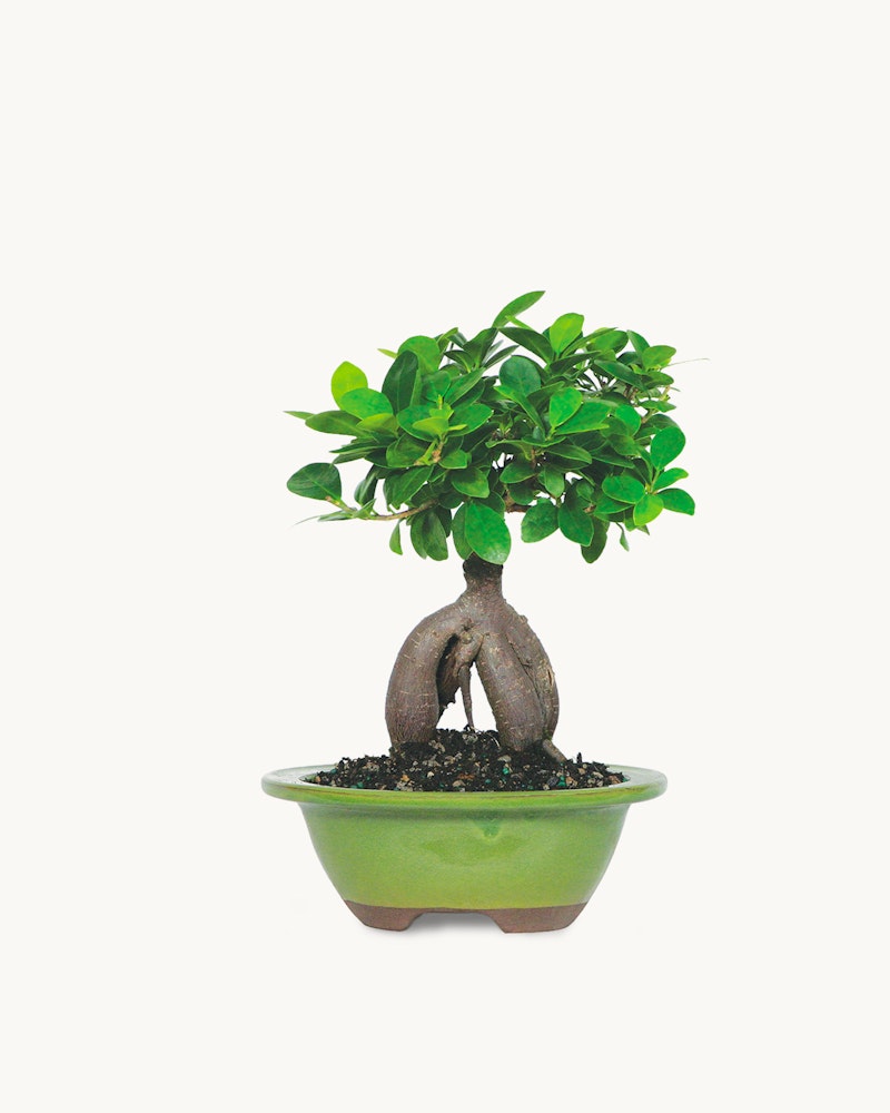 Lush green bonsai tree with swollen trunk resembling a miniature tree, potted in a simple green oval bonsai pot, isolated on a white background.