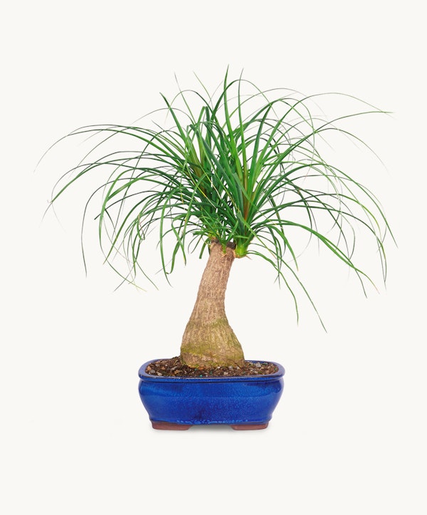 Potted Beaucarnea recurvata, also known as Ponytail Palm, with a bulbous trunk and cascading green leaves, displayed in a blue ceramic bonsai pot against a white background.