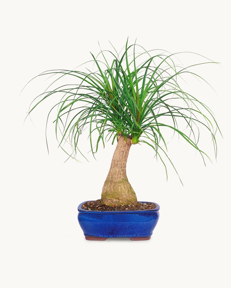 Potted Beaucarnea recurvata, also known as Ponytail Palm, with a bulbous trunk and cascading green leaves, displayed in a blue ceramic bonsai pot against a white background.