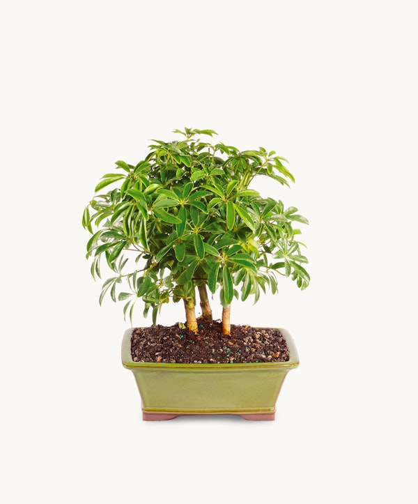 A healthy, lush green bonsai tree with multiple stems potted in a light green ceramic container, isolated on a white background, ideal for plant enthusiasts.