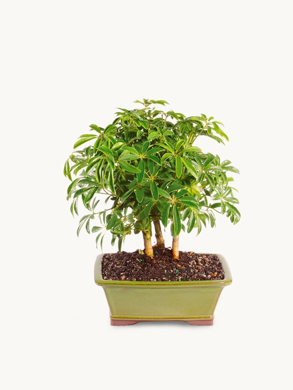 A healthy, lush green bonsai tree with multiple stems potted in a light green ceramic container, isolated on a white background, ideal for plant enthusiasts.