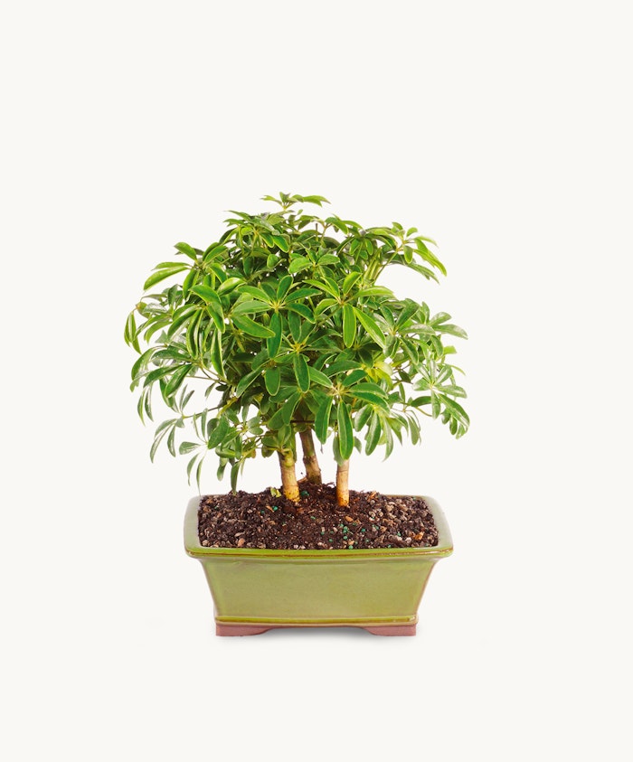 Lush green bonsai tree with glossy leaves, elegantly potted in a decorative container.