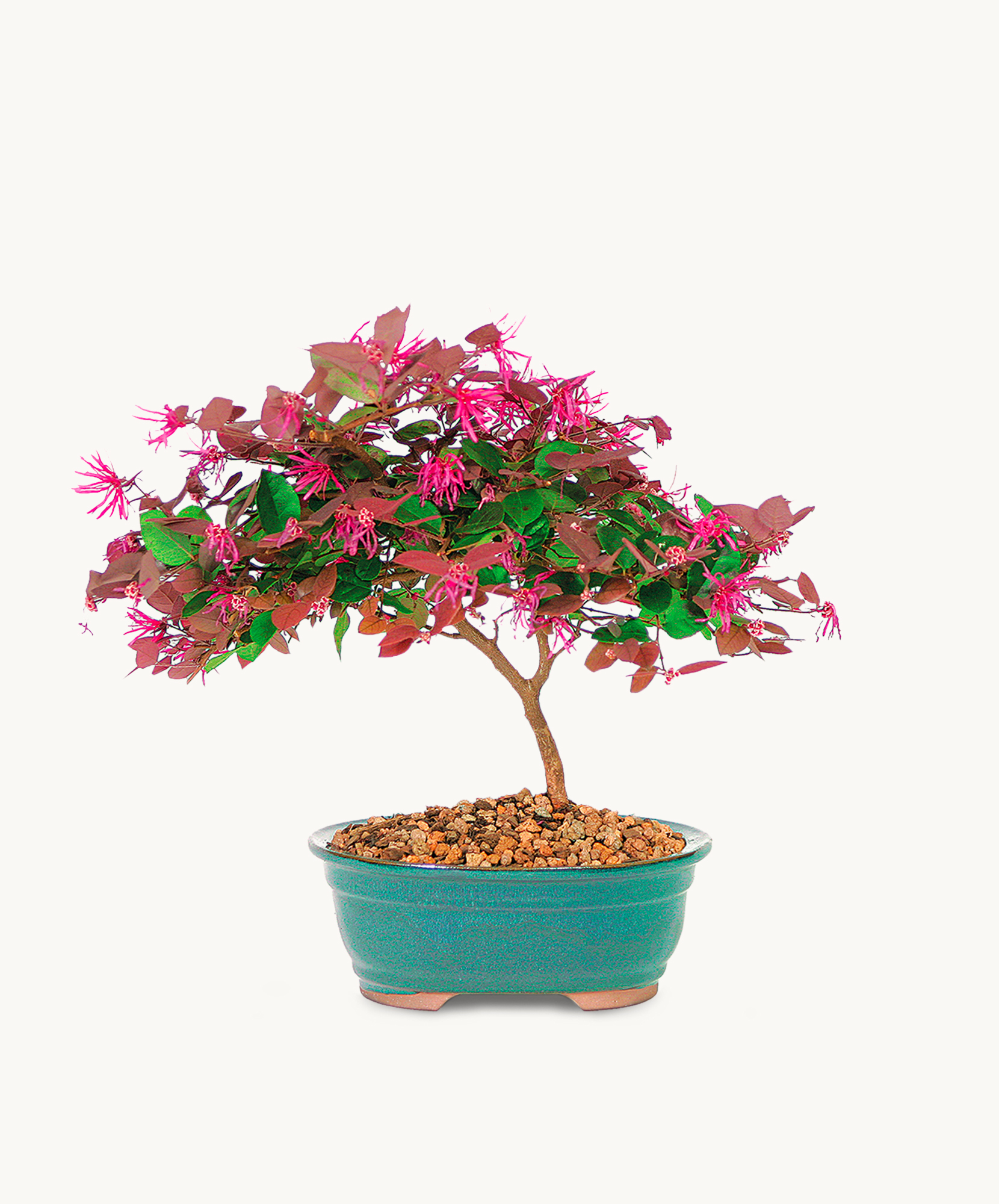A vibrant bonsai tree showcasing bright pink flowers and green leaves in a decorative pot.
