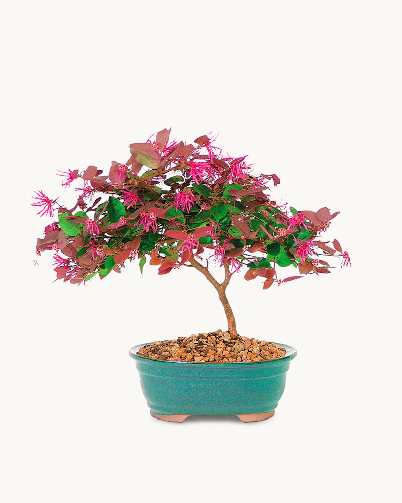 A vibrant bonsai tree with pink and green leaves in a teal bonsai pot, artistically pruned and displayed against a white background, exemplifying traditional Japanese horticulture.