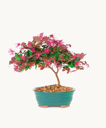 A vibrant bonsai tree showcasing bright pink flowers and green leaves in a decorative pot.