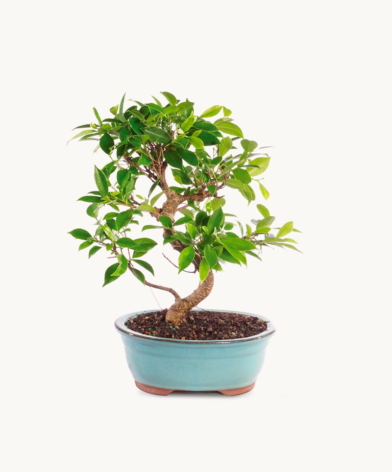 Lush green bonsai tree with twisting trunk in a light blue ceramic pot on a white background, showcasing the intricate art of bonsai cultivation.