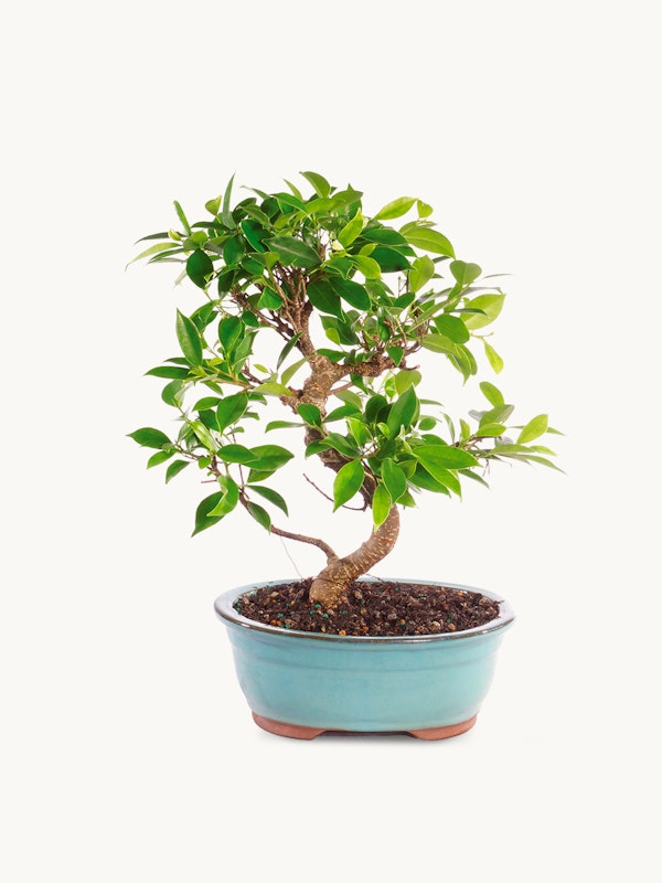 Lush green bonsai tree with twisting trunk in a light blue ceramic pot on a white background, showcasing the intricate art of bonsai cultivation.