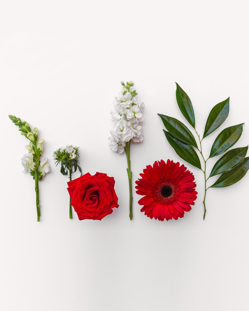 A vibrant collection of flowers and leaves arranged in a row on a white background, featuring a red rose, a gerbera daisy, and various green leaves.