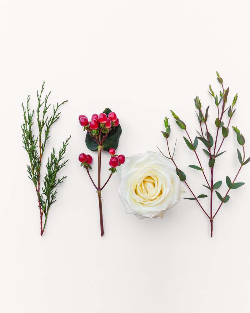 A variety of plants arranged aesthetically on a white background, including green leaves with red berries, a single white rose, and sprigs with small green leaves.
