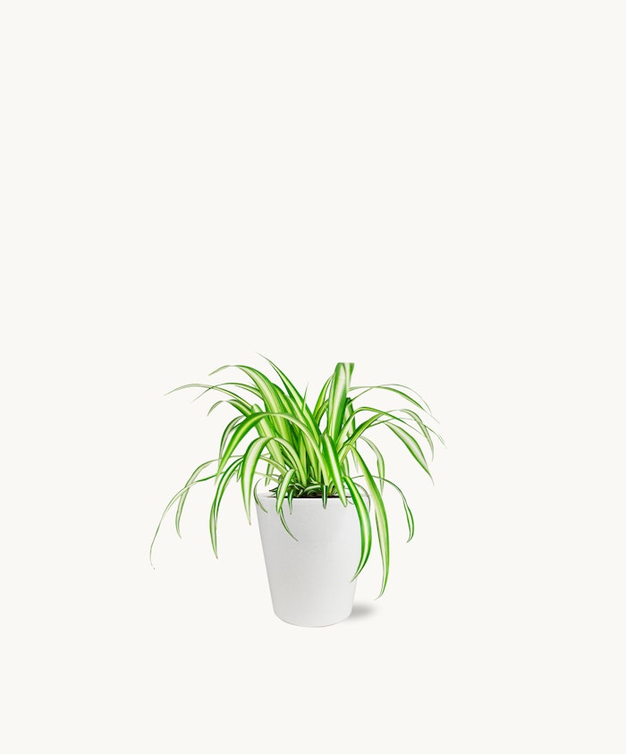 Vibrant green spider plant in a sleek white pot, perfect for home decor.