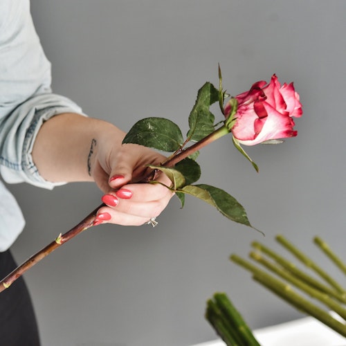Person holding a beautiful pink and white rose with green leaves and stems in the background, showcasing a tattoo on their wrist and red manicured nails.