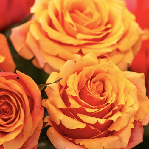 Vibrant close-up of orange and yellow roses with soft red edges, highlighting the detailed layers of delicate petals and the lush beauty of the blossoms.