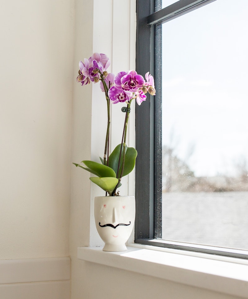 Vibrant purple orchids in a whimsical white face-shaped vase on a windowsill with daylight filtering through the glass, against a blurred background.